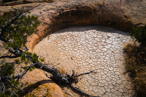 Dried Well and a thriving pine tree at El Malpais National Monument in Grants, New Mexico