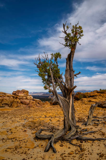 istock Old thriving juniper tree on top of the canyon cliff 1650684769