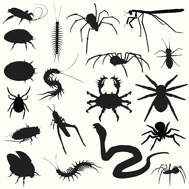 ilustrações, clipart, desenhos animados e ícones de rastejantes. insetos aranhas cobras - centipede poisonous organism toxic substance insect