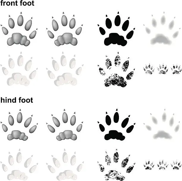 Vector illustration of River otter footprints