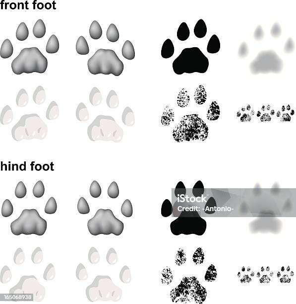 Puma Footprints - Arte vetorial de stock e mais imagens de Pegada de pata de animal - Pegada de pata de animal, Pata com garras, Lince vermelho