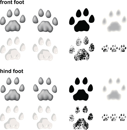 Footprints of mountain lion in 5 different styles: 