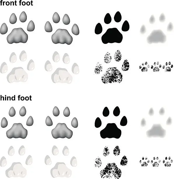 Vector illustration of Mountain lion footprints