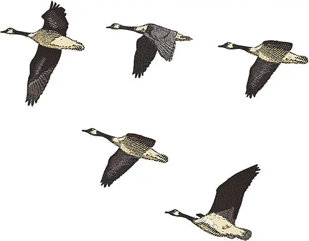 Vector illustration of Engraving of Canada Geese