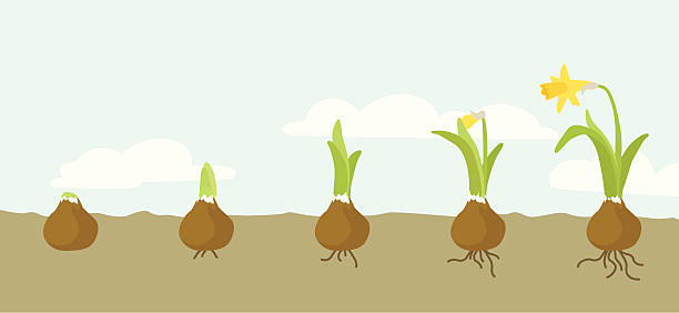 Growing Daffodil The process of growing and unfolding shown in five stages. plant bulb stock illustrations