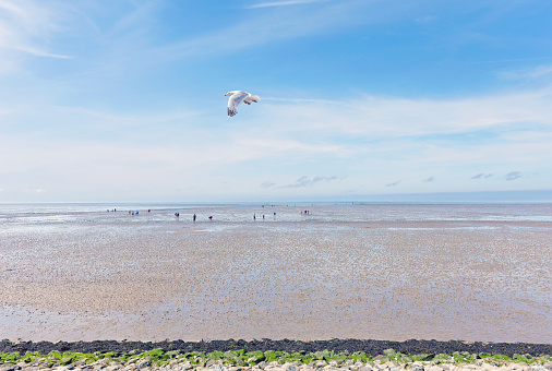 Wadden Sea, people walking on the beach at Low Tide, Norddeich, North Sea, East-Frisia, Germany