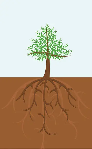 Vector illustration of Deep roots and the tree