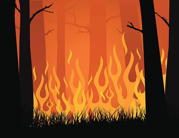 Vector image of forest fire blazing in yellows and oranges EPS, Layered PSD, High-Resolution JPG included. A fire ravages a forest of tall trees. Each item is on a separate, clearly-labeled layer. wildfire smoke stock illustrations