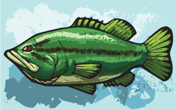 ilustraciones, imágenes clip art, dibujos animados e iconos de stock de beso mi bass - black bass illustrations