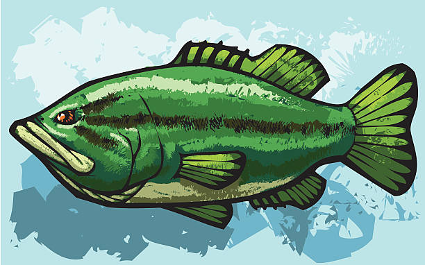 kiss my bass vector illustration of a big largemouth bass. black sea bass stock illustrations