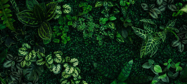 istock abstract green leaf texture, tropical leaf foliage nature dark green background 1650708663