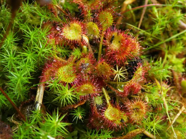 Common Sundew is a low Perennial. Plants usually solitary. Leaves rounded, long-stalked, horizontal or ascending; stalks hairy. Flowers white, 5mm, from the centre of the leaf-rosette, much overtopping the leaves.
Habitat: Wet heaths, moors and Sphagnum bogs, especially around margins of bog pools, on acid soils.
Flowering Season: June-August.
Distribution: Throughout Europe, except Spitsbergen.

This carnivorous Species is to found in the described Habitats in the Netherlands.