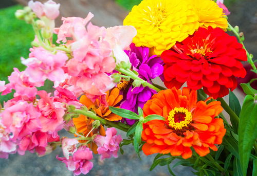 Colorful bouquet of fresh flowers offered for sale at a weekly Cape Cod farmers market