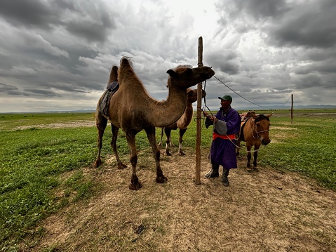 Ovorkhangai Province, Mongolia - July 18, 2023: A nomadic man tends to camels tethered to ropes as a storm approaches.