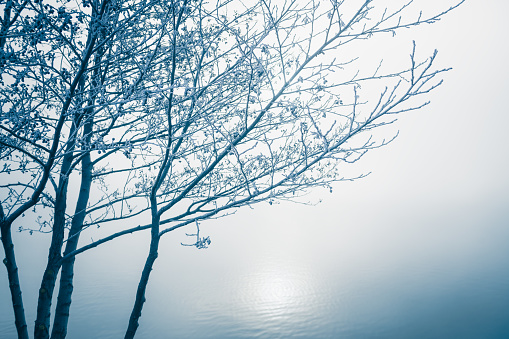 Frost-covered trees on the shore of lake in foggy morning. Beautiful winter landscape
