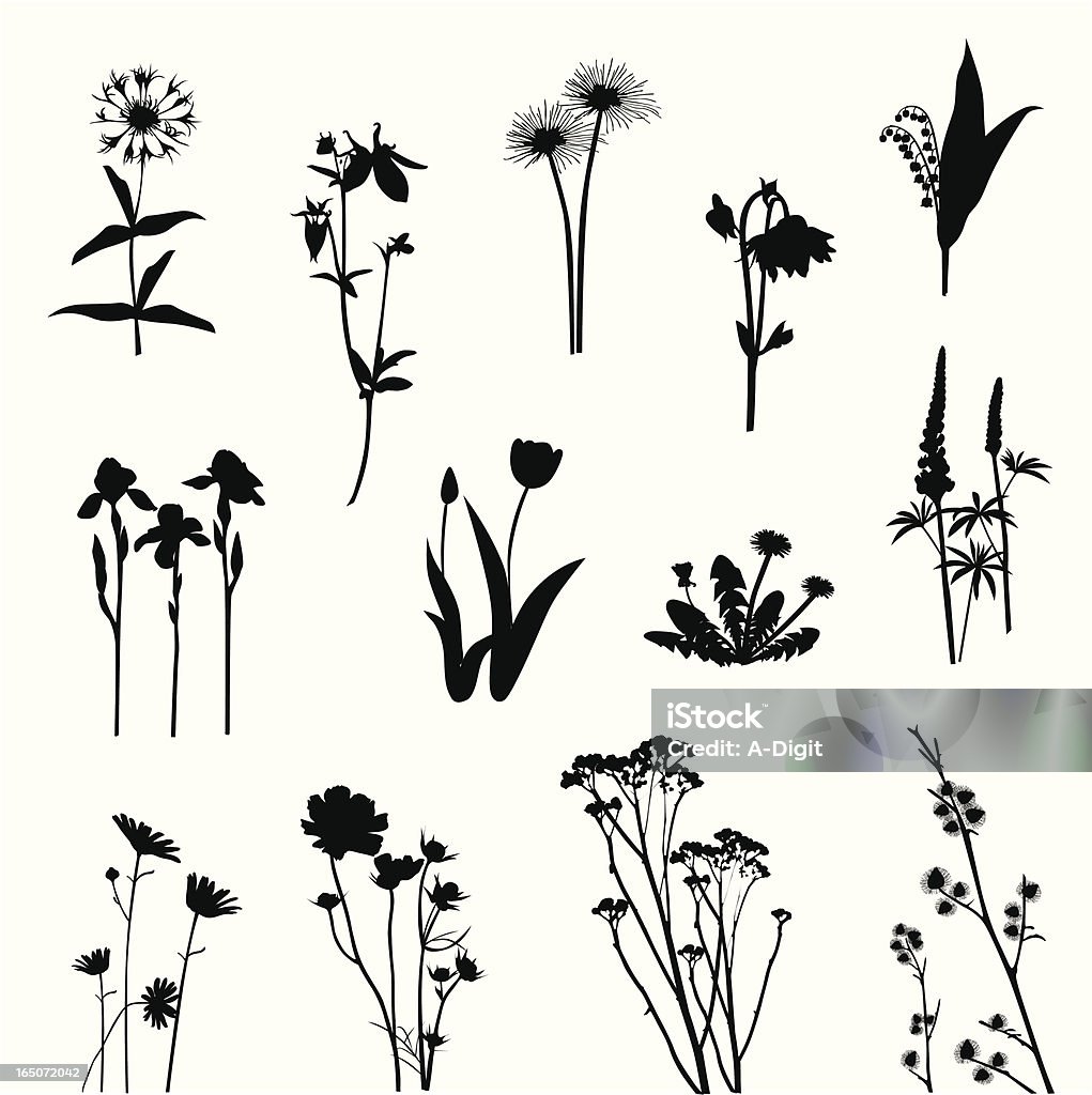 Wild Flowers Vector Silhouette A-Digit Thistle stock vector