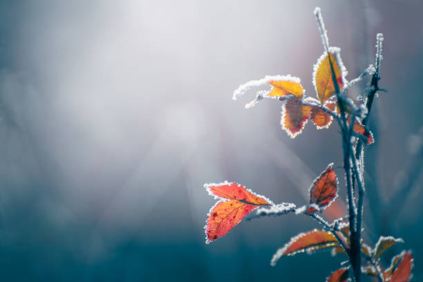 Frost-covered trees with yellow leaves in autumn forest. Macro image, shallow depth of field. Autumn nature background