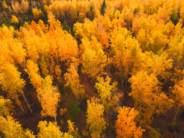 istock Yellow autumn trees in a forest at sunset. Aerial top down view. 1650720441