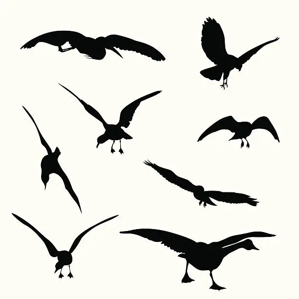 Vector illustration of Flying Birds Vector Silhouette