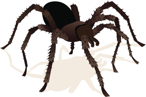 Vector illustration of a creepy tarantula.