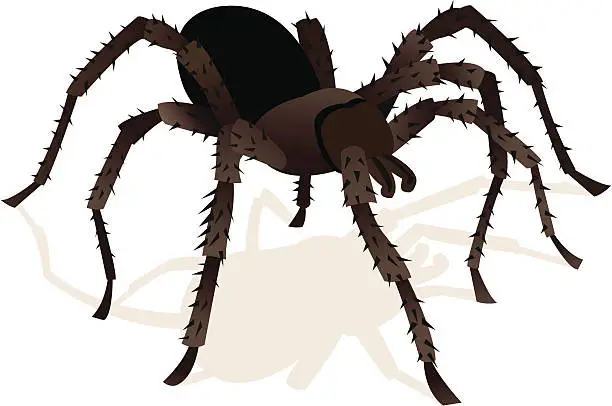 Vector illustration of Tarantula