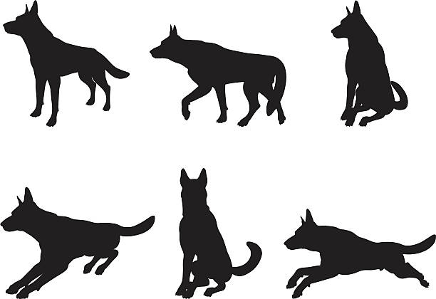 ilustrações de stock, clip art, desenhos animados e ícones de coleção de silhueta de cão pastor alemão - german shepherd