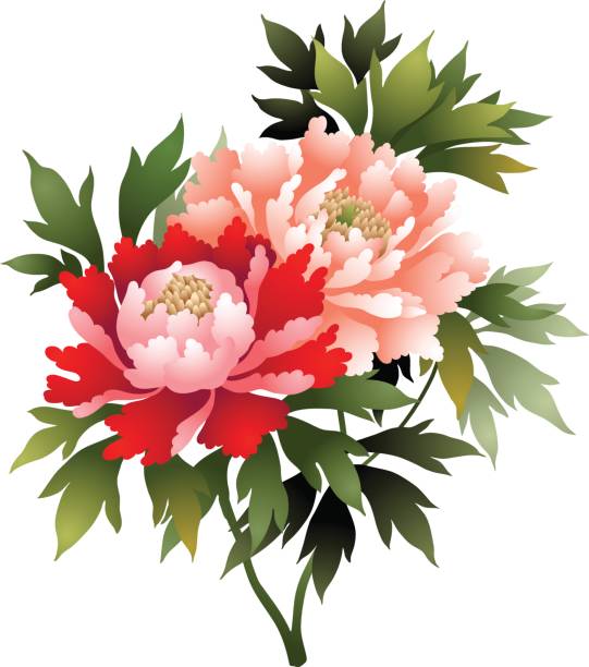 Peony flower illustration vector art illustration