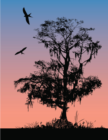 Silhouette of Cypress tree at morning or dusk.  Birds are swallowtail kites.  AI vs 10 included.