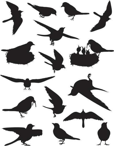 Pájaro Muerto - Banco de fotos e imágenes de stock - iStock Pájaro Muerto - Banco de fotos e imágenes de stock - iStock
