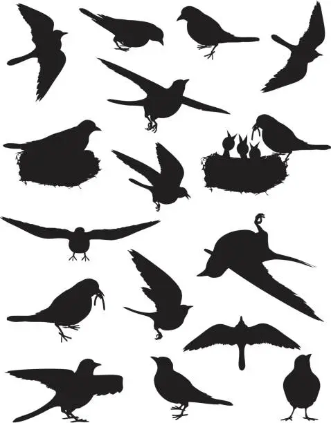 Vector illustration of Birds of Spring