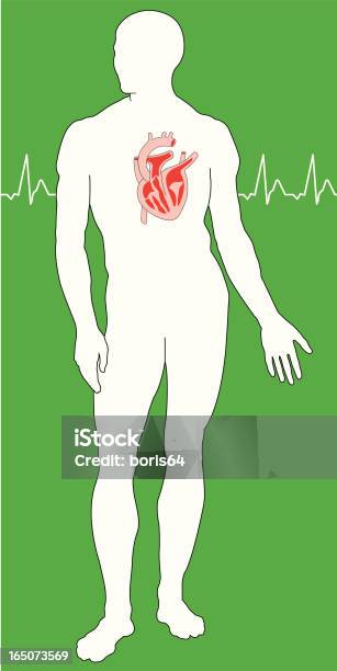 Human Heart 두발자전거에 대한 스톡 벡터 아트 및 기타 이미지 - 두발자전거, 생물학, 해부학