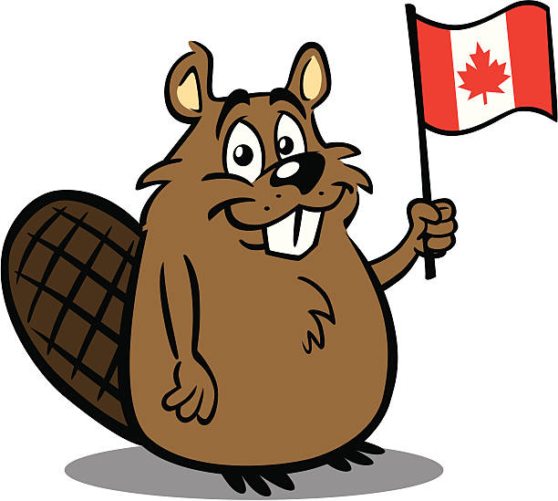 비버 쥠 캐나다식 플래깅 - canadian flag canada canada day flag stock illustrations