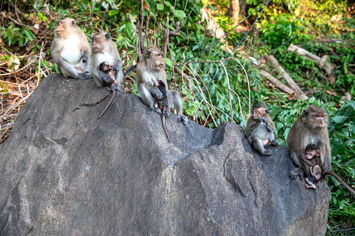 Jungle living monkeys, Koh Chang Island, Thailand.