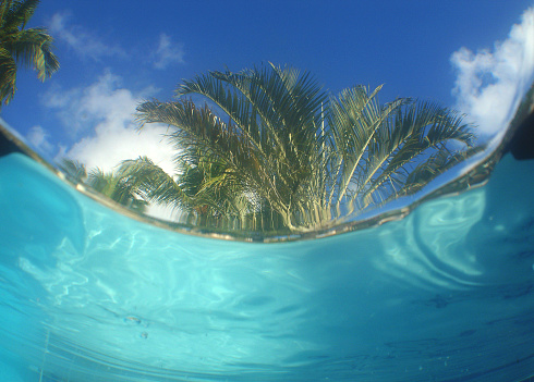 view of a palm tree from the water on a paradise beach on the coast of Venezuela in the caribbean sea