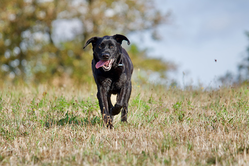 Front view of a running black labrador retriever dog on a field with trees in the background in in a late summer atmosphere.