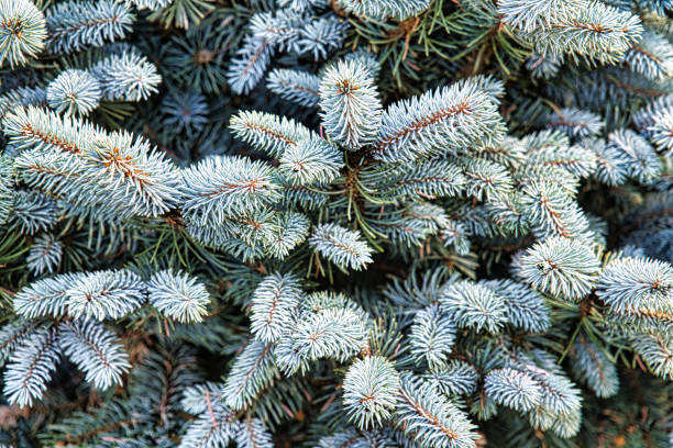 голубые лапники, , рождество. - spruce tree colorado blue blue spruce стоковые фото и изображения
