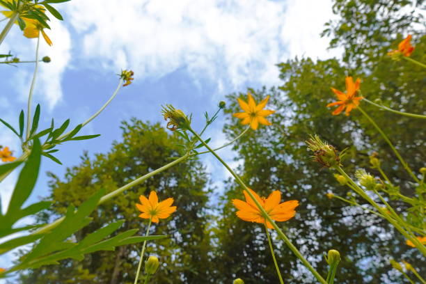 istock Yellow cosmos flowers and blue sky with white clouds in the background. 1650758548
