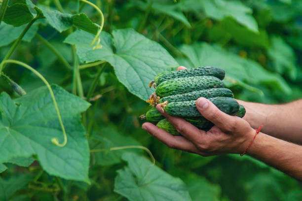 istock A male farmer harvests cucumbers in a greenhouse. Selective focus. 1650759083