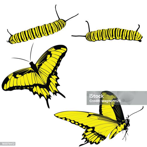 Antes E Depois - Arte vetorial de stock e mais imagens de Lagarta - Lagarta, Minhoca, Borboleta