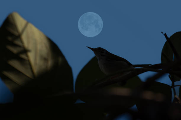 istock Full moon with bird silhouette on tree branch. 1650768447