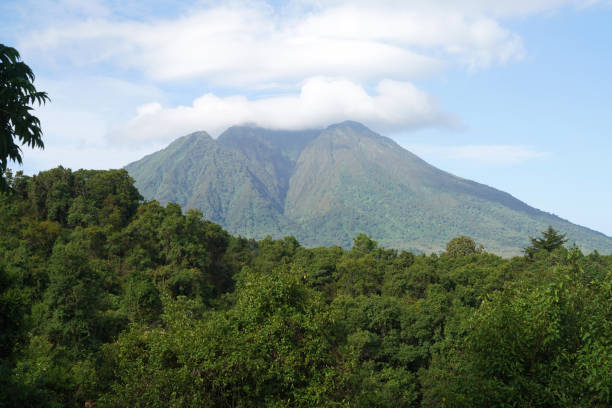 Discovering golden cercopithecines in virunga national park in Uganda