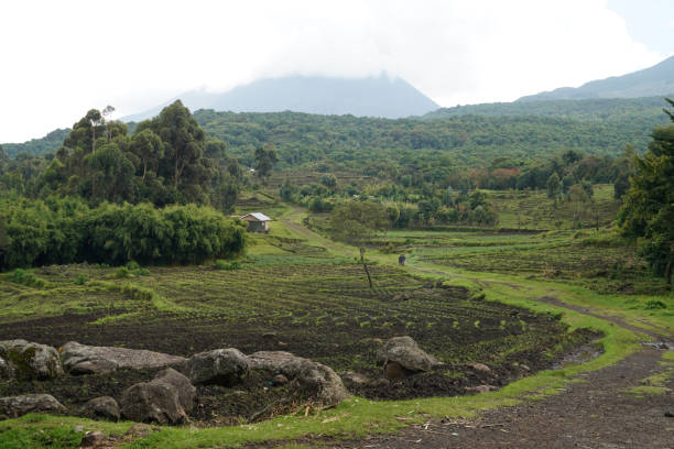 Virunga national parc, discovering golden monkeys