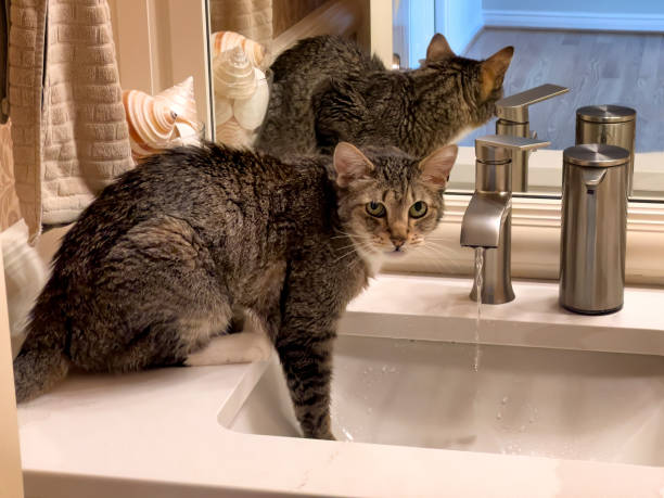 Cat drinking fresh water out of the bathroom sink stock photo