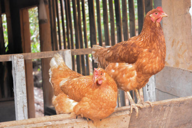 istock Photo of some native chickens 1650775546