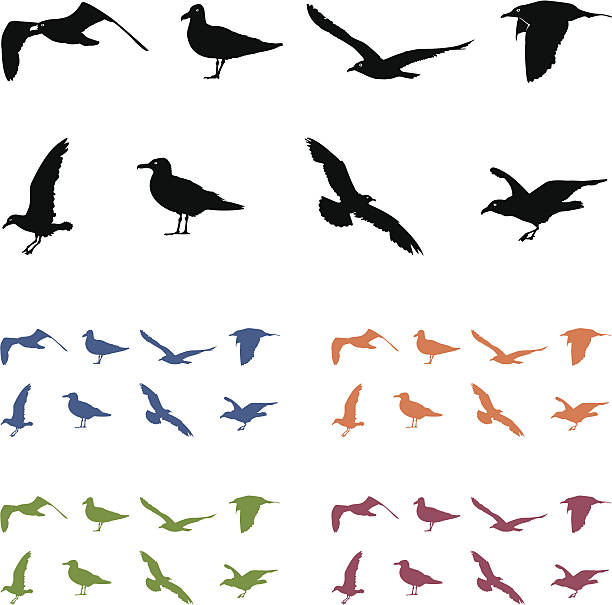 Seagull Silouhettes 8 Seagull silhouettes with 5 color options. kelp gull stock illustrations