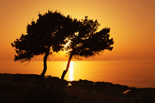 pine tree silhouette at sea sunset light