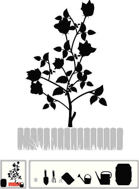 silhouette of a rosebush vector art illustration