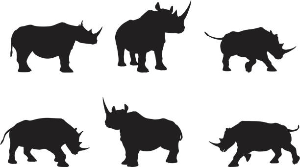 rhino силуэт коллекции - носорог stock illustrations