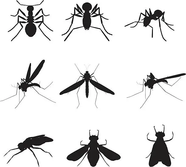 Vector illustration of Insect Silhouette Collection