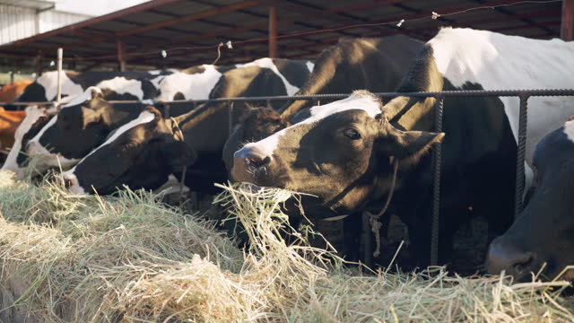Feeding Time on the Farm: Cows Enjoying Piled Hay